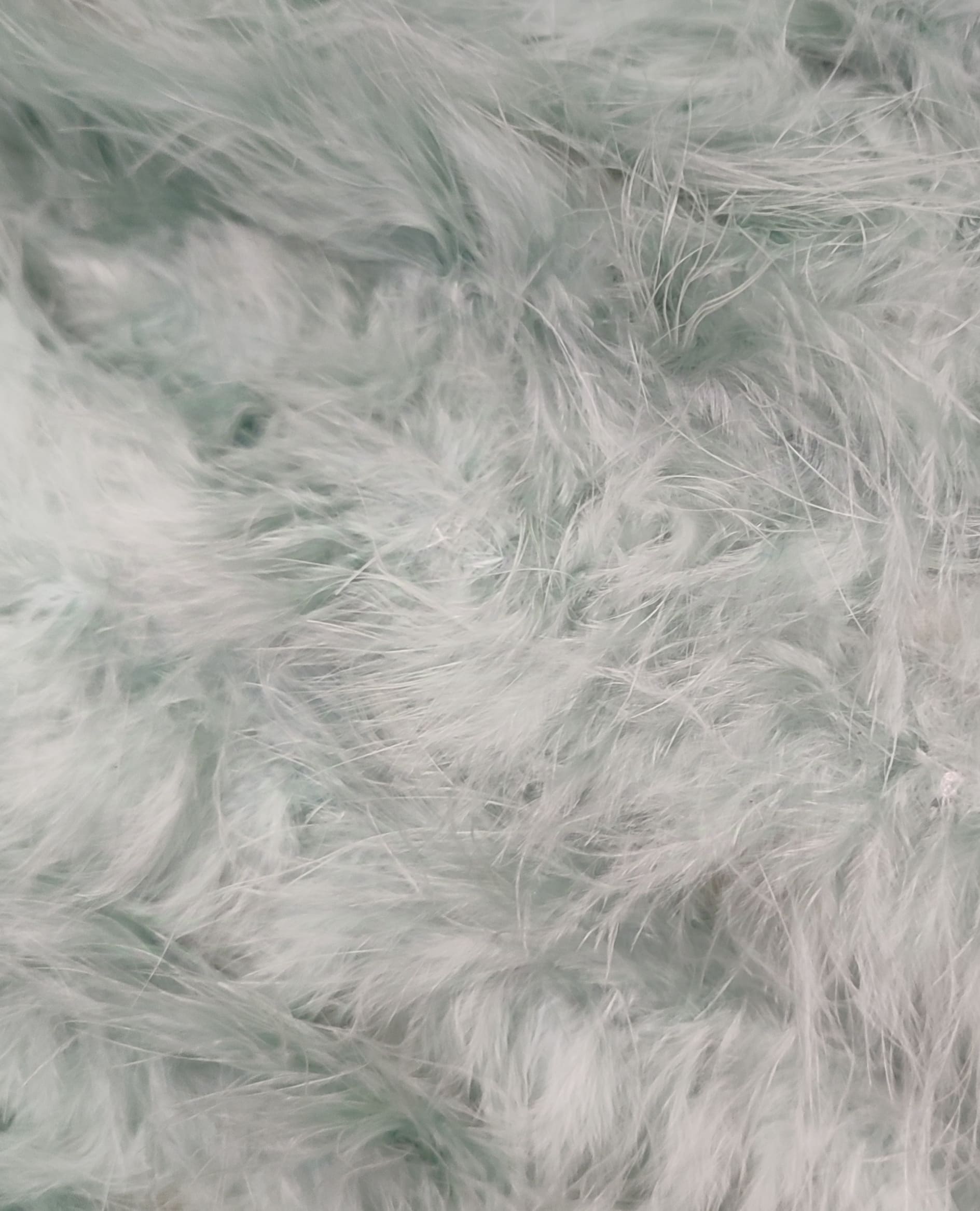 Etole Marabout de différentes couleurs